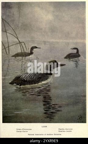 Portraits and Habits of Our Birds v.2, New York City, National Association of Audubon Societies, 1920, Birds, United States, Loon, großer Nordloon, Gavia immer, drei Seetauben schwimmen anmutig in einem ruhigen Gewässer, ihre schlanken Körper brechen kaum die Oberfläche. Die markanten Muster auf ihrem Gefieder werden hervorgehoben und bilden einen auffälligen Kontrast vor der ruhigen Kulisse. Hohe Gräser umrahmen die Szene, während ein sanfter Dunst über dem Wasser liegt und eine ruhige Atmosphäre schafft. Unter dem Bild befindet sich ein Etikett, das den gebräuchlichen Namen „Loon“ und seine wissenschaftliche cl kennzeichnet Stockfoto