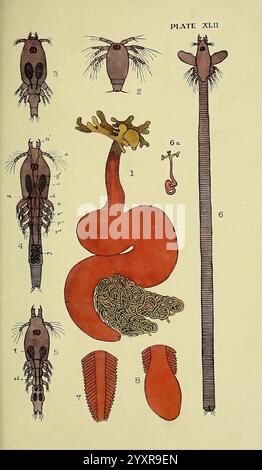 The, British, Parasitic, Copepoda, London, 1913, Großbritannien, Parasiten, Fische, Krustentiere, Copepoda, diese Abbildung zeigt verschiedene Wasserorganismen, die ihre anatomischen Strukturen und Merkmale zeigen. Jeder nummerierte Abschnitt hebt eine andere Art hervor Stockfoto