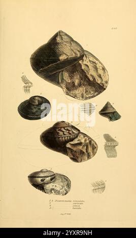 The Mineral Conchology of Great Britain, London, gedruckt von B. Meredith, 1812-1846, Großbritannien, Paläontologie, Bildwerke, Mollusken, fossile Geschichten, die Illustration zeigt eine Sammlung von verschiedenen Muschelexemplaren, die ihre einzigartigen Formen und komplizierten Texturen zeigen. Jede Schale weist unterschiedliche Merkmale auf, darunter verschiedene Muster und Farben, die ihre natürliche Schönheit hervorheben. Die Anordnung bietet sowohl Seiten- als auch Draufsicht, so dass eine umfassende Prüfung ihrer Form möglich ist. Zusätzlich werden die Schalen von wissenschaftlichen Etiketten begleitet, die Identifikation und Clas ermöglichen Stockfoto