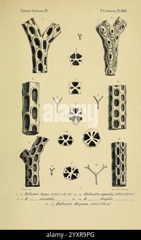 Paléontologie francaise, Paris, Chez l'auteur, 1840-1894, Frankreich, Paläontologie, Jura, Tertiär, Kreidezeit, Paläobotanik, Fossilien, Seeigel, Fossilien, Fossilien, diese detaillierte Illustration zeigt verschiedene Arten fossiler Korallenstrukturen und hebt ihre komplexen geometrischen Muster und symmetrischen Designs hervor. Jeder beschriftete Abschnitt enthält verschiedene Arten, die durch einzigartige Merkmale wie die Form ihrer Poren und die Anordnung ihrer Skelettelemente gekennzeichnet sind. Die Anordnung umfasst sowohl zylindrische als auch verzweigte Formen, was die Vielfalt innerhalb des unterstreicht Stockfoto