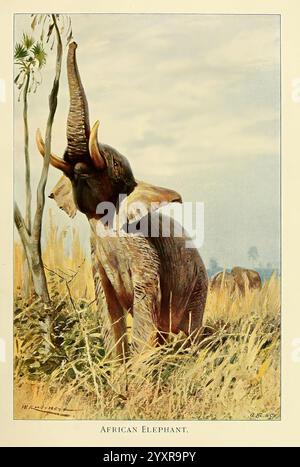 Wildtiere der Welt, London, F. Warne and Co, 1916, Zoologie, Elephant, Friedrich Wilhelm Kuhnert, Elefant, Big, African Bush Elephant, Säugetiere, Loxodonta africana, Richard Lydekker, Taxonomy: Family = Elephantidae, ein afrikanischer Elefant steht majestätisch in einer natürlichen Umgebung und hebt seinen Stamm hoch, als würde er den Himmel begrüßen. Die großen, ausgestellten Ohren und die strukturierte Haut des Tieres sind anschaulich dargestellt und zeigen seine Pracht. Um den Elefanten herum schwanken die hohen Gräser sanft und verleihen der Szene ein Gefühl der Bewegung. Im Hintergrund sind subtile Hinweise auf zusätzliche Elefanten sichtbar, die einen Ser erzeugen Stockfoto