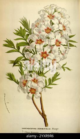 Flore des serres et des jardins de l'Europe, A Gand, chez Louis van Houtte, éditeur, 1845-1880, Taxonomie: Family= sapindaceae, Flowers, Botanik, Taxonomie: kingdom= plantae, xanthoceras sorbifolia, Gelbhorn, Eine detaillierte Darstellung eines blühenden Zweiges aus der Xanthoceras sorbifolia Pflanze, allgemein bekannt als die chinesische Rosskastanie. Die Darstellung zeigt Gruppen von zarten weißen Blüten mit auffälligen roten Markierungen an ihren Sockeln, die sich inmitten von üppigem grünem Laub befinden. Jede Blüte zeichnet sich durch ihre fünf Blütenblätter aus, die symmetrisch um die Mitte angeordnet sind. Die komplizierten Details des Urlaubs Stockfoto