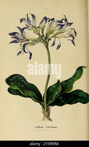 Annales de la Société royale d'Agriculture et de botanique de Gand, Gand, Société royale d'Agriculture et de botanique, 1845-1849, Botanik, Gartenbau, Gesellschaften, Blumen, Griffin aliboniana, Eine wunderschön detaillierte botanische Illustration zeigt eine auffällige blühende Pflanze, die sich durch ihren langen, schlanken Stiel mit einer Gruppe röhrenförmiger Blüten auszeichnet. Die Blütenblätter zeigen einen Farbverlauf von weiß bis tiefblau, der in einer sternähnlichen Formation nach außen ausstrahlt. Unter der Blüte bilden breite, sattgrüne Blätter eine reiche Kulisse, die die lebendigen Farben der Pflanze unterstreichen. Der Name ''Agapanthus Labuanus Stockfoto