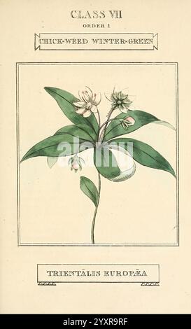 Elements of the Science of Botany, London, gedruckt von T. Bensley für J. Murray.1812, Plants, Classification, Pictorial Works., Eine botanische Illustration mit dem Chickweed Winter-Green, wissenschaftlich bekannt als Trientalis europaea. Das Kunstwerk zeigt die Pflanze mit zarten, langgezogenen Blättern und kleinen, sternförmigen weißen Blüten, die oben am Stiel blühen. Die Komposition unterstreicht die natürliche Schönheit der Pflanze und zeigt ihr üppiges Grün und die komplizierten Details ihrer Blüten. Über der Abbildung sind die Klassifizierungsinformationen deutlich gekennzeichnet, was darauf hinweist, dass sie zur Klasse gehören Stockfoto