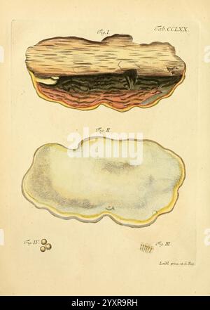 Fungorum qui in Bavaria et Palatinatu circa Ratisbonam nascuntur icones, nativis coloribus expressae, Erlangae, apud J.J. Palmium, 1800, Deutschland, Bayern, Pilze, Bildwerke, die Darstellung zeigt eine komplizierte wissenschaftliche Illustration mit zwei verschiedenen Figuren, die mit Abbildung I und Abbildung II gekennzeichnet sind. Abbildung I zeigt einen Querschnitt einer Holzstruktur, die die komplexe Schichtstruktur und Textur des Holzes offenbart und natürliche Muster betont. Abbildung II zeigt eine glattere, abgerundete Form mit einem subtilen Verlauf, der auf ein anderes Material oder eine andere Form hindeutet. Diese Kranken begleiten Stockfoto