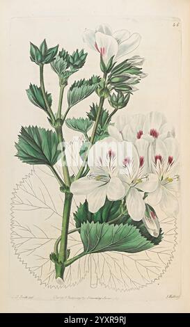 Geraniaceae, London, gedruckt für James Ridgway, Piccadilly, 1820-1830, 19. Jahrhundert, England, Gravuren, Geraniaceae, Geranien, Großbritannien, Handmalerei, diese Illustration zeigt eine zarte Pflanze mit sattgrünen Blättern und weißen Blüten. Jede Blume zeigt komplizierte Details, wie zarte rosa Anklänge in der Mitte und markante Adern auf den Blütenblättern. Die Blätter sind breit und gezackt, was der Zusammensetzung eine Textur verleiht. Die Pflanze wird mit einem Schwerpunkt auf ihrer botanischen Struktur und ästhetischen Schönheit dargestellt und zeigt ihre natürliche Eleganz und Komplexität Stockfoto