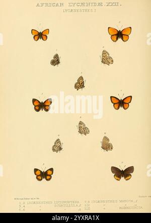 Rhopalocera, Exotica, London, Gurney, Jackson, 1887-1902, Schmetterlinge, Schmetterling, Maud, Horman, Fisher, Eine Sammlung von illustrierten Schmetterlingen aus der afrikanischen Lycenidae-Familie, die verschiedene Arten von Lycaenidae zeigt. Das Diagramm enthält detaillierte Darstellungen von bunten Schmetterlingen, die ihre charakteristischen Flügelmuster und -Formen hervorheben. Jede Probe ist mit ihrem wissenschaftlichen Namen gekennzeichnet, was einen Einblick in die Vielfalt innerhalb dieser Gruppe gibt. Die Anordnung unterstreicht die Schönheit und Komplexität dieser Insekten und zeigt ihre Bedeutung im Ökosystem. Die Präsentation dient als beides Stockfoto