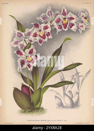 Lindenia, Gand [Belgien], Impr. F. Meyer-van Loo, 1885-1906, Klassifizierung, Reiseführer, Identifizierung, Nomenklatur, populäre Nomenklatur, Orchidaceae, Orchideen, Bildwerke, Terminologie, Blumen, Stiele, Blätter, die Illustration zeigt eine wunderschön detaillierte Darstellung der Odontoglossum crispum Orchidee mit ihren auffälligen lila und weißen Blüten, die mit komplizierten Mustern verziert sind. Der zentrale Stiel ist elegant geschwungen und unterstützt mehrere Blüten, die dem Betrachter entgegen geöffnet sind, und hebt ihre lebendigen Farben und einzigartigen Formen hervor. Unterhalb der Hauptblumenanordnung, üppig grüne Blätter cr Stockfoto