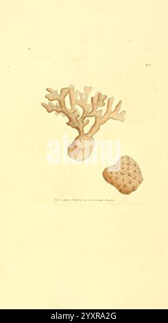 Die britische Verschiedenheit London gedruckt von R Taylor & Co und verkauft vom Autor J Sowerby von White Johnson Symonds und allen anderen Buchhändlern 1806 britische Bildwerke Zoologie James Sowerby James Sowerby Großbritannien zeigt die Illustration zwei unterschiedliche Meeresorganismen: Eine verzweigte Korallenformation mit zarten, komplizierten Strukturen, die an Baumäste erinnern, und ein abgerundetes, strukturiertes Korallenstück mit kleinen Kreismustern auf der Oberfläche. Die kontrastierenden Formen heben die Vielfalt der Korallenwelt hervor und spiegeln die einzigartige Schönheit und Komplexität der Meeresökosysteme wider. Zusammen Stockfoto