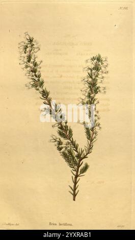 The Botanical Cabinet London John & Arthur Arch 1817-1833.jpg, Eine botanische Illustration, die einen Zweig der Erica lateriflora zeigt und sein zartes, schlankes grünes Laub und kleine, weiße Blumen zeigt. Die detaillierte Darstellung unterstreicht die komplizierte Struktur der Pflanze und wird von einem handgeschriebenen Etikett am Boden begleitet, das die Art identifiziert. Der Hintergrund ist mit subtilen Texturen versehen, die die natürliche Eleganz der Pflanze ergänzen. Diese Illustration dient nicht nur als visuelle Untersuchung der Art, sondern auch als Darstellung der botanischen Kunst. Stockfoto