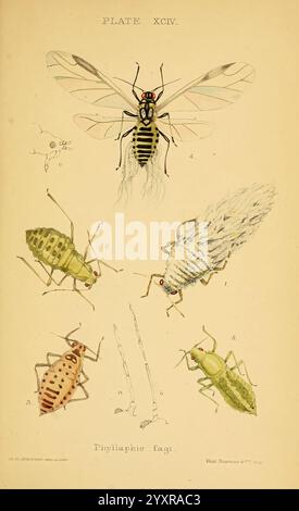 Monografie der britischen Aphiden, London, 1876-83, Blattläuse, Großbritannien, Hemiptera, Insekten, die Illustration zeigt eine Vielzahl von Insekten, die mit der Gattung Phyllaphis verwandt sind, mit einem Fokus auf ihre einzigartigen Eigenschaften und Eigenschaften. Oben in der Mitte zeigt eine detaillierte Darstellung eines ausgewachsenen geflügelten Exemplars komplizierte Muster auf seinem Körper und transparenten Flügeln. Um sie herum befinden sich mehrere kleinere Insekten in verschiedenen Entwicklungsstadien, die unterschiedliche Farben und physikalische Merkmale aufweisen. Dazu gehören grüne und braune Individuen, die die Vielfalt der Arten hervorheben. Zusätzlich wird die Stockfoto