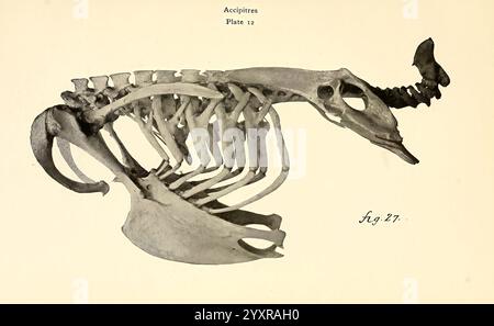 Osteologie der Vögel 1909. Anatomy Birds Bones Osteology Accipitres Neophron Percnopterus, eine anatomische Abbildung eines Pferdescheletts, die die detaillierte Struktur des Schädels, der Wirbelsäule, der Rippen und der Gliedmaßen zeigt. Das Bild zeigt die komplizierte Knochenbildung, einschließlich der Besonderheiten des Schädels und des Rippenkäfigs des Pferdes. Diese Darstellung dient als pädagogische Referenz für das Studium der Anatomie des Pferdes. Die beschriftete Zahl stellt einen Kontext für die Verwendung in wissenschaftlichen oder pädagogischen Bereichen dar. Stockfoto