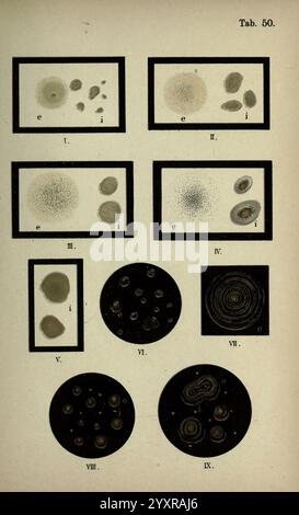 Atlas und, was wir brauchen, von Bakteriologie, New York, William Wood & Co, 1897, Bakterien, Atlanten, bakteriologisch, Technik, diese Komposition enthält eine Reihe von Illustrationen, die verschiedene mikroskopische Lebensformen und Zellstrukturen zeigen. Die Arrangements sind in verschiedene Abschnitte unterteilt, die jeweils mit römischen Ziffern und Buchstaben beschriftet sind, und heben Unterschiede in Größe, Form und Textur hervor. Die ersten Tafeln zeigen eine Vielzahl von runden und ovalen Formen, die möglicherweise verschiedene Arten von Bakterien oder Protozoen darstellen. Die darauffolgenden Abbildungen zeigen komplexere Arrangements, darunter auch dichte Stockfoto