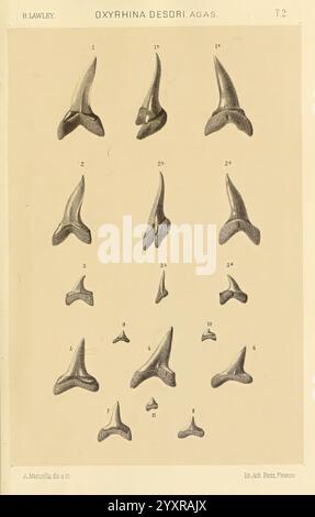 Studi comparativi sui pesci fossili e viventi dei generi Carcharodon, Oxyrhina e Galeocerdo, Pisa, T. Nistri, 1881 Hai Carcharodon Galeocerdo fossile Fische fossile Haie fossile Geschichten, die Abbildung zeigt eine detaillierte Anordnung verschiedener fossiler Zähne der Art Oxyrrhina desori. Jeder Zahn wird präzise und organisiert dargestellt, wobei verschiedene Größen und Formen dargestellt und mit Zahlen als Referenz gekennzeichnet sind. Die Zähne weisen charakteristische Merkmale auf, wie scharfe Spitzen und ausgeprägte Verzahnungen, was die evolutionären Anpassungen der Art hervorhebt. Unter den Hauptbildern Stockfoto