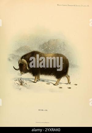 Lebende und ausgestorbene Wildrinder, Schafe und Ziegen aller Länder, London, R. Ward, 1898, Ziegen, Moschus, Bergschafe, Ovibos moschatus, Wild- und Wildvögel, Ein Moschusochse steht majestätisch in einer verschneiten Landschaft, sein dickes, dunkles Fell bietet Isolierung gegen die rauen Elemente. Die robuste Konstruktion des Tieres wird hervorgehoben und zeigt die beeindruckenden geschwungenen Hörner, die sein unverwechselbares Aussehen auszeichnen. Weicher Schnee bedeckt den Boden um ihn herum, mit subtilen Spuren, die den Durchgang markieren. Im Hintergrund deutet eine gedämpfte, winterliche Landschaft auf eine unberührte Wildnis hin, die die natürliche habita des Moschusochsen betont Stockfoto