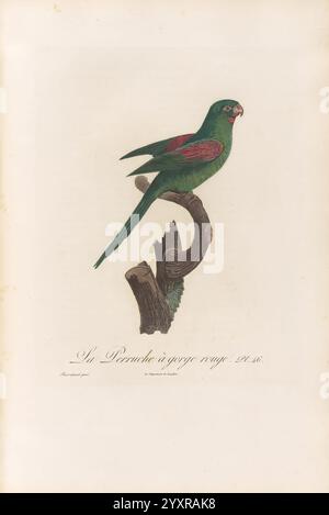 Histoire naturelle des perroquets, A Paris, chez Levrault, an IX (1801)-an XIII (1805), Ein lebendiger grüner Sittich, Der elegant auf einem knorrigen Zweig thront. Der Vogel verfügt über markante rote Akzente auf Gesicht und Flügeln, die einen schönen Kontrast zu seinem satten grünen Gefieder bilden. Der scharfe Blick und der leicht geöffnete Schnabel lassen ein Gefühl von Wachheit und Neugier vermuten. Eine detaillierte Inschrift gibt Aufschluss über die Art und unterstreicht ihre Besonderheiten. Die Komposition fängt die zarte Schönheit des Sittichs in seiner natürlichen Pose ein und hebt sowohl seine Form als auch seine Farbe hervor. Stockfoto