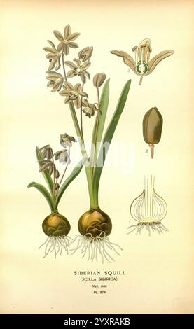 Favorit, Blumen, Von, Garten Und, Greenhouse, London, und, New York, Frederick warne & Co, 1896-97, Frankreich, 19. Jahrhundert, Icônes, Blumenzucht, Chromolithographie, Pflanzen, Ornamental, diese Illustration zeigt den sibirischen Schnitzel, wissenschaftlich bekannt als Scilla sibirica. Es zeigt die zarten, glockenförmigen Blüten, die auf schmalen grünen Stielen auftauchen und von schmalen Blättern umgeben sind. Die Zeichnung enthält detaillierte anatomische Merkmale: Eine Nahaufnahme einer einzelnen Blume, die ihre Struktur zeigt, ein beschrifteter Abschnitt, der verschiedene Teile hervorhebt, und die bauchigen Wurzeln, aus denen die Pflanze wächst. Die COMPO Stockfoto