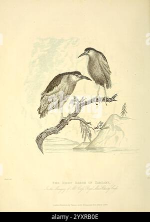 Die Wunder des Tierreichs, London, T. Kelly, 1830, Großbritannien, Vögel, Reiher, Zootiere, Menagerien, Tierverhalten beliebte Werke, zwei Vögel auf einem Zweig, die ihr unverwechselbares Gefieder zeigen. Ihre langgestreckten Körper und scharfen Schnäbel deuten darauf hin, dass sie gut an ihren Lebensraum angepasst sind. Der Hintergrund bietet eine ruhige Landschaft mit einem Hauch von Wasser und fernen Hügeln, die der Szene Tiefe verleihen. Die detaillierte Abbildung zeigt die Struktur der Vogelfedern und die natürliche Umgebung und unterstreicht die Schönheit der Tierwelt. Der Titel „DER NACHTREIHER VON TARTARY“ ist elegant Stockfoto