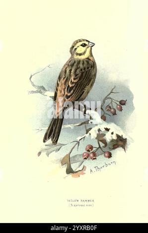 Bekannte Wildvögel, London, New York, Cassell, 1883, Vögel, Wörterbücher, Bildwerke, Emberizacitrinella, Gelbblammer, Ornithologie, Walter's Ways Land, Archibald Thorburn, Ein wunderschön illustrierter gelber Hammer, der auf einem Zweig mit kleinen Beeren thront. Der Vogel zeigt eine Kombination aus braunem und gelbem Gefieder, mit deutlichen Markierungen an den Flügeln und am Kopf, die seine natürliche Schönheit betonen. Der Zweig, der wahrscheinlich von einem nahegelegenen Baum stammt, ist mit feinen Details dargestellt, was den Kontrast zwischen dem Vogel und seiner Umgebung unterstreicht. Das elegant gekennzeichnete Etikett unten zeigt die s an Stockfoto