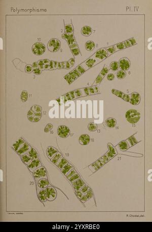 Étude critique et expérimentale sur le polymorphisme des algues, Genève, Georg, 1909, Algae, Morphologie zeigt die Abbildung eine detaillierte Untersuchung verschiedener Formen eines bestimmten Organismus und zeigt eine Reihe von Formen und Strukturen. Jede beschriftete Abbildung stellt unterschiedliche Morphologien dar, wodurch die Vielfalt in Größe und Konfiguration hervorgehoben wird. Das Arrangement zeigt komplizierte Variationen, darunter längliche Formen, abgerundete Strukturen und charakteristische Muster. Diese Zusammenstellung dient als wertvolle Referenz für das Verständnis des Polymorphismus innerhalb der Spezies, was seine Anpassungsfähigkeit und widerspiegelt Stockfoto