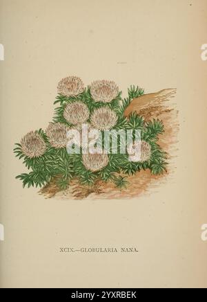 Die Flora der Alpen, London, J. C. Nimmo, 1896-1900, Alps, Floras, Bergpflanzen, Pflanzen, Schweiz, die Illustration zeigt eine Gruppe lebendiger Kugelblumen, umgeben von zartem grünem Laub. Jede Blüte ist abgerundet und flauschig und erinnert an Miniatur-Pompons, die einen auffälligen visuellen Kontrast zu den fein detaillierten Blättern bilden. Die Gesamtkomposition strahlt ein Gefühl natürlicher Schönheit aus, wobei die Blüten in ihrer botanischen Umgebung harmonisch blühen. Unter dem Bild ist auf dem Etikett der Artenname ''Globularia nana' angegeben, der die botanische Bedeutung unterstreicht Stockfoto
