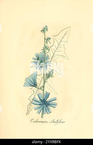 Flora medica, oder, Abbildung der wichtigsten officinellen Pflanzen Jena, August Schmid, 1831 [d. h. 1829-1831], Medicinal Plants, The New York Botanical Garden, Bildwerke, die Abbildung zeigt eine zarte Anordnung von Zichorienblüten, wissenschaftlich bekannt als Cichorium intybus. Die Pflanzen zeigen leuchtend blaue Blüten, die sich durch ihre markanten, gesäumten Blütenblätter auszeichnen, die auf schmalen grünen Stielen blühen. Die Blätter sind gezackt und gelappt, was dem Gesamtdesign eine Textur verleiht. Dieses Kunstwerk hebt die Eleganz der Zichorienpflanze hervor und erfasst sowohl ihre Schönheit als auch komplizierte Details, wie z. B. Stockfoto