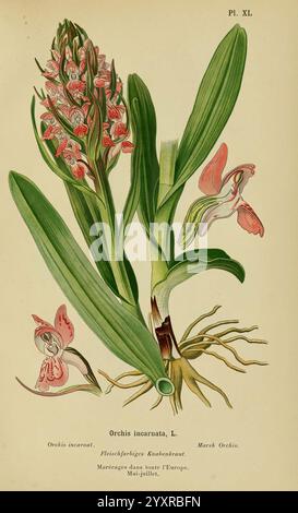 Album des orchidées de l'Europe centrale et septentrionale, Genève, Librairie Georg, 1899, Europa, Orchidaceae, der New York Botanical Garden, malerische Werke, Dactylorhiza incarnata, eine Illustration mit der Orchis incarnata, allgemein bekannt als Sumpforchidee. Die detaillierte Darstellung zeigt mehrere blühende Blumen in verschiedenen Rosa- und Weißtönen, die sich durch ihre einzigartigen, komplizierten Formen auszeichnen. Die Abbildung zeigt breite, grüne Blätter, die sich von der Basis aus erstrecken, zusammen mit der Wurzelstruktur der Pflanze, die ihren natürlichen Lebensraum unterstreicht. Dem Bild wird eine Kennung beigefügt Stockfoto
