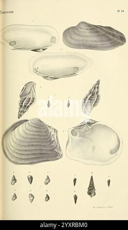 Bibliothèque Conchyliologique, Paris, A. Franck, 1845-1846, Muscheln, Mollusks, Eine Sammlung detaillierter Illustrationen, die verschiedene Arten von Muscheln und Muscheln zeigen, die zu Bildungszwecken angeordnet sind. Die Bilder zeigen eine Reihe von Formen und Größen, wobei die einzigartigen anatomischen Strukturen der einzelnen Proben hervorgehoben werden. Dazu gehören sowohl zwei Klappen, die sich durch ihre symmetrischen Schalen auszeichnen, als auch Gastropoden, die für ihre spiralförmigen Formen bekannt sind. Die begleitenden Nummern geben spezifische Referenzen zur einfachen Identifizierung an, die einen systematischen Ansatz für die Untersuchung von Meereslebewesen widerspiegeln. Diese visuelle St Stockfoto