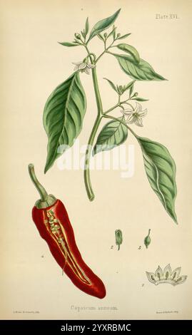 The Flora Homoeopathica London Leath & Ross 1852-1853 Botany Homöopathy Pictorial Works Capsicum annuum Botanische Medizin Materia Medica Vegetable Materia Medica and Therapeutics, Eine botanische Illustration mit einer Capsicum annuum Pflanze. Das Kunstwerk zeigt einen leuchtenden roten Chili-Pfeffer, der am Boden sichtbar ist, zusammen mit seiner Blüte, grünen Blättern und kleineren unreifen Früchten. Detaillierte anatomische Elemente wie die Struktur der Blätter und Blüten werden wissenschaftlich genau dargestellt. Das Kunstwerk wird von einer Kennzeichnung begleitet, die den Namen der Art enthält, was das educ verbessert Stockfoto