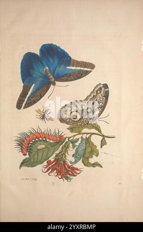 Metamorphosis Insectorum Surinamensium Amsterdam, voor den auteur, als ook von G. Valck, [1705], Botanik, Insekten, Bildwerke, Suriname, Maria Sibylla Merian, Taxonomie: Class= Insecta, Maria Sibylla Merian, 7, Frauen in Wissenschaft, Entomologie, Insekten, Raupen, Raupen, Schmetterling, Schmetterlinge, Chrysalis, Chrysalises, Prelinnean Works, Arthropoda, Arthropode, Q62530, Q62530, die Abbildung zeigt ein fesselndes Schauspiel eines leuchtend blauen Schmetterlings, der anmutig in der Mitte des Fluges steht. seine weitläufigen Flügel zeigen komplizierte Muster und markante Blautöne, die sich von seinem dunkleren e abheben Stockfoto