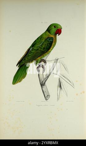 Iconographie des perroquets, Paris, P. Bertrand, 1857, Bird, Vögel, Papageien, Papageien, Bildwerke, beliebte Werke, Taxonomie: Binomial = Tanygnathus sumatranus, blauer Papagei, Ein anschaulich dargestellter grüner Papagei, der auf einem schmalen Bambuszweig thront. Der Vogel hat einen auffälligen roten Schnabel und Akzente in tiefem Grün und Gelb auf seinen Flügeln, die seine Federn mit komplizierten Details präsentieren. Die Kulisse hebt den natürlichen Lebensraum hervor und unterstreicht die lebendigen Farben und das lebhafte Verhalten des Papageiengewächses. Der wissenschaftliche Name "Tanygnathus megalorynchos" ist elegant unter der Illustration dargestellt, i Stockfoto