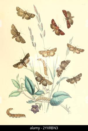 British and their Transformationen, London, 1843–45, Großbritannien, Eine Sammlung verschiedener Schmetterlings- und Mottenarten in einem künstlerischen Layout. Die Illustration zeigt eine Reihe von Insekten, die ihre verschiedenen Farben und Muster zeigen. Darunter befinden sich verschiedene Arten von Falter mit unterschiedlichen Flügelformen und -Tönen, die in der Nähe von saftig grünen Blättern und zarten Blüten schweben. Zusätzlich kann man eine raupe sehen, die durch das Laub kriecht und eine Phase der Transformation darstellt. Die Szene fängt die Schönheit der Artenvielfalt der Natur ein und hebt die komplizierten Details jedes Insekts und des Plans hervor Stockfoto