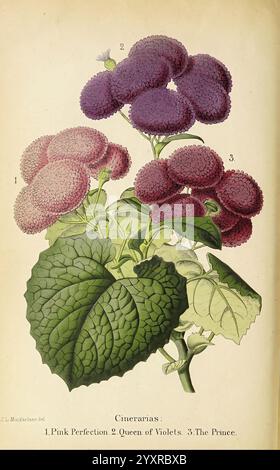 Der Florist und Pomologe. London, Journal of Horticulture Office, 1863-1879., die Illustration zeigt drei verschiedene Sorten von Cinerarien, die ihre lebhaften Blüten und einzigartigen Eigenschaften zeigen. Die erste Sorte mit der Bezeichnung „Pink Perfection“ präsentiert weiche rosa Blüten mit einem runden, flauschigen Aussehen. Die zweite, die als „Königin der Veilchen“ bezeichnet wird, verfügt über tiefviolette Blüten, die samtig und reich an Textur wirken. Die dritte Sorte, genannt „The Prince“, verfügt über markante violette Blüten, die das üppige grüne Laub darunter ergänzen. Die Blätter weisen eine strukturierte Oberfläche auf, en Stockfoto