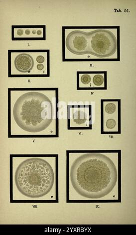 Atlas and Essentials of Bacteriology, New York, William Wood & Co, 1897, Bakterien, Atlanten, bakteriologische Techniken, das Arrangement präsentiert eine Reihe wissenschaftlicher Illustrationen, die verschiedene Zellstrukturen und Mikroorganismen zeigen. Jeder Abschnitt ist klar eingerahmt und hebt spezifische Formen und Muster hervor, die bei der mikroskopischen Analyse beobachtet werden. Die Etiketten neben den Abbildungen geben ihre Klassifizierung oder Kennzeichnung an, wobei Beschriftungen wie 'e' oder 'i' die verschiedenen Arten oder Merkmale der Exemplare angeben. Die Vielfalt der Formen – von kugelförmigen bis hin zu komplexeren Formen – i Stockfoto