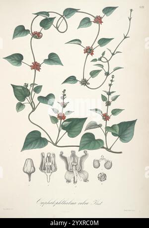 Florae Columbiae, Berolini, apud Ferdinandi Duemmleri Successores, 1858-69, Pflanzen, Kolumbien, Chromolithographien, grafische Medien, 1858-69, diese Abbildung zeigt die Pflanze *Empathobothrium rubrum* mit detaillierten botanischen Elementen. Eine Kletterrebe zeigt ihre herzförmigen Blätter und kleine, rote Blüten, die entlang des Stängels blühen. Unter der Rebe zeigen mehrere anatomische Zeichnungen die Struktur der Blüte, einschließlich Querschnitten, die die Fortpflanzungsorgane und Früchte zeigen. Die Gesamtkomposition verbindet Kunstfertigkeit und wissenschaftliche Informationen und betont die komplizierten Details Stockfoto