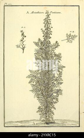 Les Figures des plantes et animaux d'use en medicine, Paris, Desprez, 1764-1765, materia medica, Bildwerke, die Illustration zeigt eine detaillierte Darstellung der Pflanzenart Artemisia absinthium, allgemein bekannt als Wermut. Er zeigt den hohen, schlanken Stiel der Pflanze, der mit fein geteilten, federnden Blättern verziert ist, die eine zarte Struktur aufweisen. Zwei kleinere Einsätze heben die einzelnen Teile der Pflanze hervor: Einer zeigt die Blütenspitzen mit kleinen, scheibenartigen Blüten und der andere konzentriert sich auf ein Blattdetail. Die Zusammensetzung betont die botanischen Eigenschaften des Wurmwalls Stockfoto