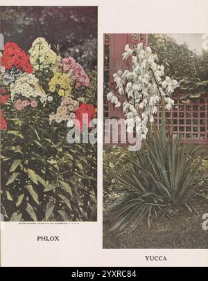 Beschreibend, Tellerbuch, Newark, N.. Y, Knight & Bostwick, [19--], Kataloge, Kinderzimmer, Gartenbau, Phlox, Yucca – die Szene bietet eine lebendige Blumenpräsentation, die zwei unterschiedliche Arten von Blumen zeigt. Auf der linken Seite befindet sich eine Gruppe von Phloxblüten in verschiedenen Farben, darunter helle Rot-, weiß- und Rosa-Blüten, die dicht zwischen üppig grünem Laub angeordnet sind. Jede Blume zeigt einen zarten Charme, der mit ihren lebhaften Farbtönen und ihrer gegliederten Form die Aufmerksamkeit auf sich zieht. Auf der rechten Seite steht eine markante Yucca-Pflanze, die sich durch lange, schlanke, stachelige Blätter auszeichnet, die an der Basis eine Rosette bilden. Die Pflanze ist elegant weiß Stockfoto