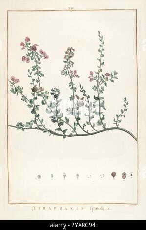 Stirpes novae Parisiis ex typographia Philippi-Dionysii Pierres 1784-85 Pflanzen zeigt die Abbildung eine botanische Darstellung der Atraphaxis spinosa, einer Pflanze, die sich durch ihre zarten rosa Blüten und schlanken grünen Stiele auszeichnet. Das Laub der Pflanze ist detailreich und unterstreicht die feine Struktur der Blätter und die Anordnung der blühenden Zweige. Unterhalb der Hauptdarstellung bieten mehrere kleinere Zeichnungen zusätzliche Ansichten oder Details der Pflanze, was ihre botanische Bedeutung weiter unterstreicht. Die Gesamtkomposition betont die Eleganz der Art und fängt beide ein Stockfoto