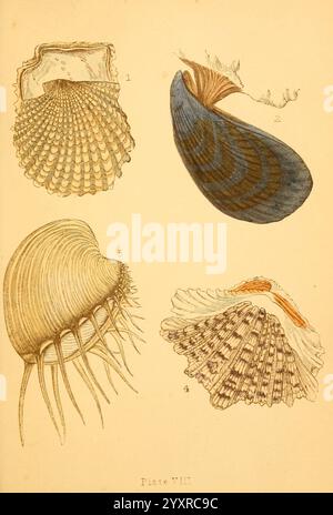 Schön, Muscheln, 1856, Muscheln, die Illustration zeigt eine Sammlung verschiedener Muscheln, die jeweils in einer bestimmten Position präsentiert werden, um ihre einzigartige Form und Textur zu zeigen. In der oberen linken Ecke zeigt eine gewellte Schale ihre komplizierten Grate und Kurven. Daneben befindet sich eine schlanke und langgezogene Schale mit einer glatten Oberfläche mit einem faszinierenden Wirbel aus blauen und weißen Mustern. Unten links befindet sich eine Schale mit zahlreichen feinen, haarartigen Ausschnitten, die dem Design ein faszinierendes Detail verleihen. Zu guter Letzt ist unten rechts eine Muschel mit auffälligen, abwechselnden Streifen und raffinierten Streifen Stockfoto