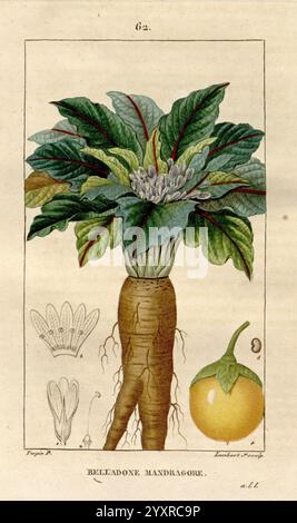 Flore médicale Paris Imprimerie de C.L.F. Panckoucke 1828-1832 1833 Botany Botany Medical Copper Graving France Graphic Media handfarbene Kräuter Materia Medica Gemüsespezialitäten Bildwerke Pflanzen, die Illustration zeigt eine prominente Belladonna Pflanze, auch bekannt als tödlicher Nachtschatten, und zeigt ihre eigene Morphologie. Im Mittelpunkt steht die robuste Wurzelstruktur, die sich nach unten verjüngt und mit üppigen, breiten Blättern verziert ist, die eine reichhaltige Textur aufweisen. Oben blühen kleine, zarte lila Blüten, die die floralen Eigenschaften der Pflanze hervorheben. Auf der Seite gibt es detaillierte Dep Stockfoto