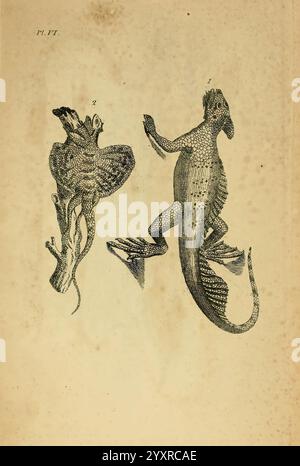 Icones amphibiorum, Hafniae, C. Steen, 1835, Amphibians, Reptilien, Bildwerke, diese Illustration zeigt zwei verschiedene Meeresbewohner. Auf der linken Seite ist ein Kraken in dynamischer Pose dargestellt, der seinen charakteristischen weichen Körper und zahlreiche Arme, die jeweils mit Saugern gesäumt sind, zeigt. Die komplizierten Details heben die Textur und Form hervor. Rechts steht ein Seepferd aufrecht, dessen langgestreckter Körper und sich kräuselnder Schwanz akribisch dargestellt sind und seine einzigartige Form und Merkmale betonen. Zusammen erfassen diese Darstellungen die vielfältigen Anpassungen der Meereslebewesen. Stockfoto