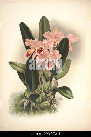 Reichenbachia, St. Albans, London, New York, F. Sander & Co, Orchid Growers & Importers, H. Sotheran & Co, I. Forstermann, 1888-1890, Orchidaceae, Cattleya Percivaliana, Henry Frederick Conrad Sander, Orchideen, Botanik, Blumen, Henry George Moon, eine Gruppe eleganter Cattleya Perciviana Orchideen ist abgebildet, die ihre exquisiten blassrosa Blüten mit leuchtenden roten Markierungen in der Mitte zeigen. Die üppig grünen Blätter bilden einen auffälligen Kontrast zu den zarten Blüten, während die Gesamtkomposition die natürliche Schönheit und die komplizierten Details der Blüten unterstreicht. Diese Illustration ist emphasi Stockfoto