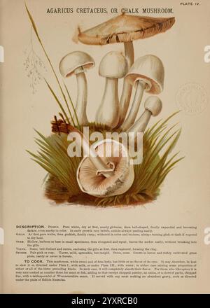 Pilze of America, Boston, L. Prang & Co. [1885], Pilze, Kochen, Pilze, Woods Hole, eine detaillierte Abbildung des Agaricus cretaceus, allgemein bekannt als Kreidepilz. Das Bild zeigt mehrere Pilze, die sich durch ihre glatten, abgerundeten Kappen und schlanken Stiele auszeichnen, die zwischen üppigem grünem Gras und zarten Laubbüscheln positioniert sind. Die größere Kappe verfügt über einen subtilen Farbverlauf, der von hellen zu etwas dunkleren Tönen übergeht und darunter Kiemen sichtbar sind. Daneben neigt sich ein kleinerer, zarter geformter Pilz zur Seite und zeigt die Details seiner Kiemen und Stiele. Acco Stockfoto