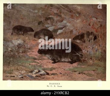 Die wilden Tiere der Welt, London, [1909?] Hyrax, Zoologie, Dassie, Tierverhalten Procavia capensis, Eine heitere Szene, die eine Gruppe von Dassien oder Felsenhyraxen darstellt, eingebettet in felsiges Gelände. Die Tiere, die sich durch ihre kräftigen Körper und kurzen Gliedmaßen auszeichnen, werden in einer natürlichen Umgebung dargestellt, wobei weiche Erdtöne ihre Formen vor einem strukturierten Hintergrund hervorheben. Die Umgebung scheint schroff und deutet auf einen Felsvorsprung hin, in dem diese Lebewesen normalerweise leben, während die Pinselstriche ein Gefühl der Ruhe in der Darstellung der Tierwelt in ihrem natürlichen Lebensraum vermitteln. Stockfoto