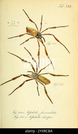 Die Arachniden, Nürnberg, in der C. H. Zeh'schen Buchhandlung, 1831-1848, Arachnida, Arthropoda, Arthropoden, Arthropoden, nephila clavipes, Taxonomie: trinomial = nephila clavipes fasciculata, nephila fasciculata, goldene Seidenkugelweber, Spinnen, Arachnologie, Histsciart, hsa, die Abbildung zeigt zwei Arten von Spinnen aus der Gattung Nephila, die für ihre Besonderheiten und ihre komplizierten Körperstrukturen bekannt sind. Das obere Kreuzstück, gekennzeichnet als Abb. 335 zeigt einen schlanken Körper mit langen Beinen und einer auffälligen Farbgebung, die durch eine Farbmischung gekennzeichnet ist, die auf Anpassungsfähigkeit an die Umgebung hinweist. Unten Stockfoto