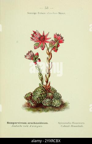 Alpen-Flora, Heidelberg, C. Winter, 1906, alps, Bergpflanzen, Bildwerke, Eine wunderschön illustrierte Darstellung des Sempervivum arachnoideum, allgemein bekannt als Spinnweben-Hausleek. Diese saftige Pflanze zeigt Rosetten von fleischigen Blättern, die komplex zusammengesteckt sind und feine Filamente zeigen, die Spinnweben ähneln. Die leuchtend rosa Blüten ragen auf den schlanken Stielen hervor und zeigen mehrere Blüten, die einen auffälligen Kontrast zu den grünen Blättern bilden. Diese Illustration unterstreicht sowohl die einzigartige Textur der Pflanze als auch die Eleganz ihrer Blumendekoration, die das essen einfängt Stockfoto