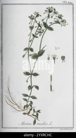 Icones Plantarum Medicinalium, Nürnberg, auf Kosten der Raspischen Buchhandlung, 1779-1790, botanische, medizinische, bildliche Werke. die Abbildung zeigt die Pflanze Alsine Media, allgemein bekannt als Media Chickweed. Es zeigt eine detaillierte Darstellung der Stämme, Blätter und kleinen weißen Blüten der Pflanze. Verschiedene Teile der Pflanze sind mit Buchstaben gekennzeichnet, die bestimmte Merkmale wie die Blütenstruktur und die Stammeigenschaften anzeigen. Die Zeichnung hebt die zarte Natur der Blätter hervor, die oval und gegensätzlich am Stiel angeordnet sind, und die feinen, fadenartigen Wurzeln, die sich aus ihnen erstrecken Stockfoto