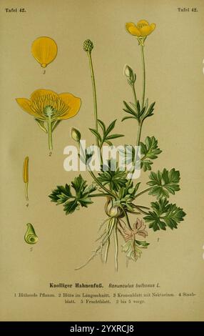 Die Giftpflanzen Deutschland. Braunschweig, F. Vieweg, 1910, Deutschland, Giftpflanzen, die Illustration zeigt eine botanische Studie der Pflanze Ranunculus bulbosus, allgemein bekannt als Knollenhut. Sie zeigt markierte Bestandteile der Pflanze, einschließlich ihrer charakteristischen gelben Blüten, die mit nummerierten Beschriftungen versehen sind. Die Zeichnung hebt zwei Blüten hervor, eine in voller Blüte und eine in Seitenansicht, zusammen mit einer Darstellung der Blattstruktur, die die charakteristischen gelappten Blätter der Pflanze zeigt. Zusätzliche Zahlen geben verschiedene Teile an: Blütenstruktur, Nektarregion, s Stockfoto