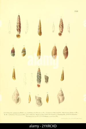 Novitates Conchologicae Cassel T. Fischer 1854-79 Mollusks Pictorial Works, die Illustration zeigt eine Sammlung detaillierter Darstellungen verschiedener Muschelarten, die ihre unterschiedlichen Formen, Größen und Texturen zeigen. Jede Hülle ist sorgfältig gekennzeichnet und enthält wissenschaftliche Namen und Referenznummern zur Identifizierung. Das Arrangement präsentiert eine Vielzahl von Formen, darunter längliche, spiralförmige und abgerundete Muscheln, die mit komplizierten Mustern und Farben verziert sind, die ihre natürliche Schönheit hervorheben. Das Layout betont die Vielfalt der Weichtiere und zeigt sowohl gewöhnliche als auch seltene Exemplare. Diese edu Stockfoto