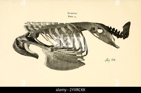 Osteologie der Vögel 1909 Anatomie Vögel Knochen Osteologie Accipitres Turkey Vulture Cathartes aura septentrionalis, Eine detaillierte Darstellung eines Walskeletts, die die komplizierte Anatomie des Brustkorbs und des Schädels zeigt. Die dorsale Ansicht hebt die Dehnung der Wirbelsäule und die Anordnung der Rippen hervor, wodurch die Skelettstruktur betont wird, die an eine Meeresumgebung angepasst ist. Das Bild dient als wissenschaftliche Veranschaulichung, möglicherweise aus einer anatomischen Studie, und bietet einen lehrreichen Einblick in die Biologie der Wale. Besondere Merkmale, wie die ausgeprägten kranialen Elemente und die Strea Stockfoto